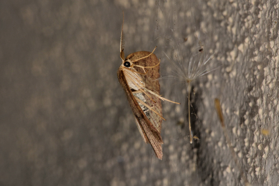 Geometridae:  Cyclophora (Codonia) suppunctaria